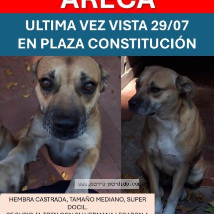 Foto 1/1 Areca Perro perdido en Constitucion