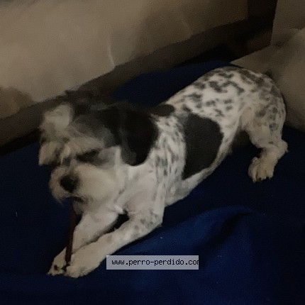 Foto 1/1 Manchas Perro perdido en Aguascalientes