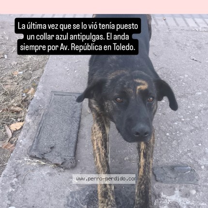 Foto 1/1 Budín Perro perdido en Toledo