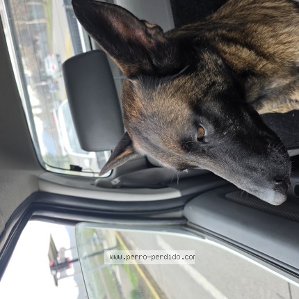 Foto 1/1 Perro encontrado Encontrado en Santiago