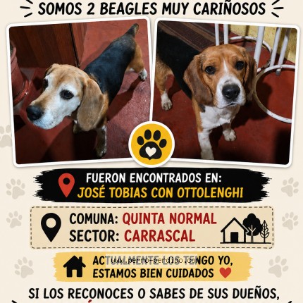 Foto 1/1 Perro encontrado Encontrado en Santiago