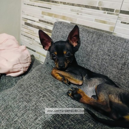 Foto de perro perdido en Colonia Valle Gomez