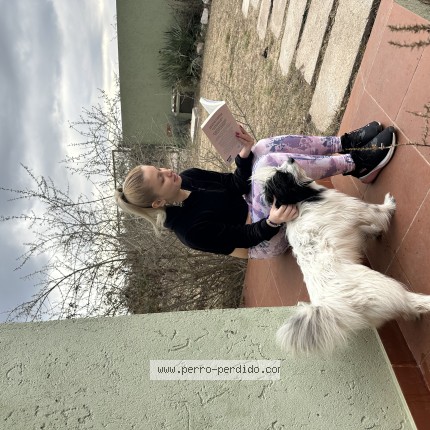 Foto 1/1 flini Perro perdido en San Esteban