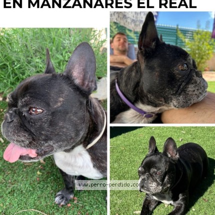 Foto 2/2 Milagritos Perro perdido en Manzanares El Real