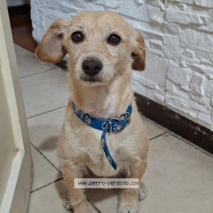 Foto 1/1 Tito Perro perdido en Villa Nueva Guaymallen
