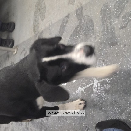 Foto 1/1 Perro encontrado Encontrado en Jaguel