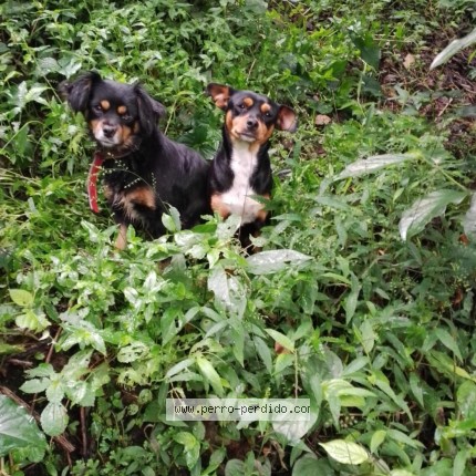 Foto 1/1 paco y junior Perro perdido en Huehuetla