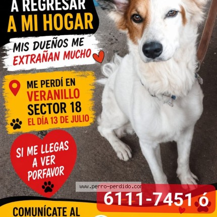 Foto 1/1 Chayton Perro perdido en San Miguelito