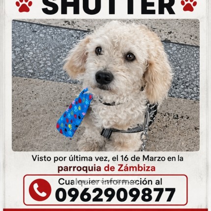 Foto 1/1 shutter Perro perdido en Quito