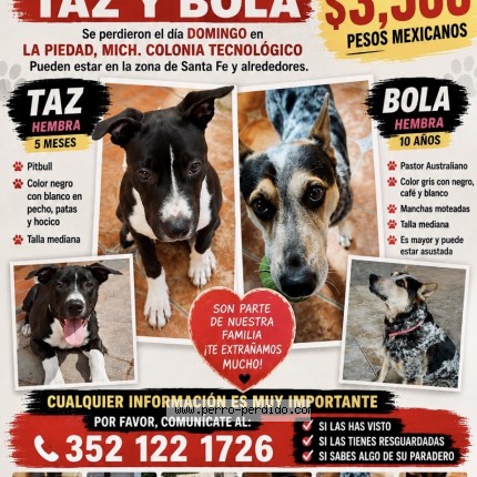 Foto 1/1 BOLA Y TAZ Perro perdido en La Piedad