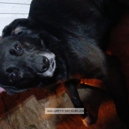 Foto 1/1 Perro encontrado Encontrado en Concordia