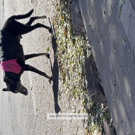 Foto 1/1 Perro encontrado Encontrado en Nueva Cordoba