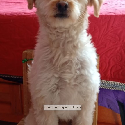 Foto 1/1 Coco Perro perdido en Edomex