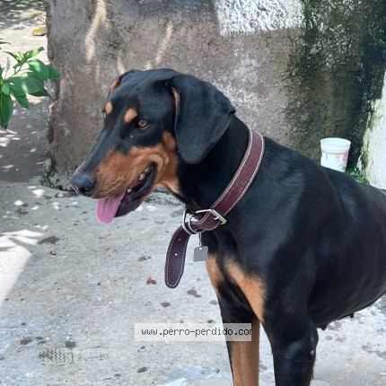 Foto 1/1 Perro encontrado Encontrado en Guadalajara
