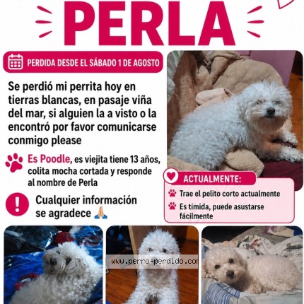 Foto 1/2 Perla Perro perdido en Coquimbo