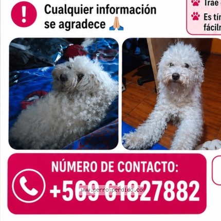 Foto 2/2 Perla Perro perdido en Coquimbo