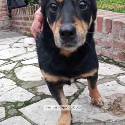 Foto 1/1 Perro encontrado Encontrado en Monte Grande