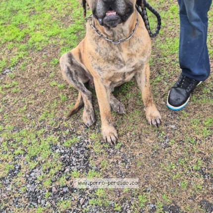 Foto 1/1 Perro encontrado Encontrado en Moreno Cuartel V Pilar