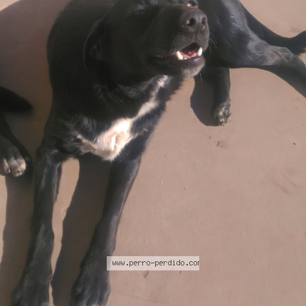 Foto 1/1 Nina Perro perdido en Jose C Paz