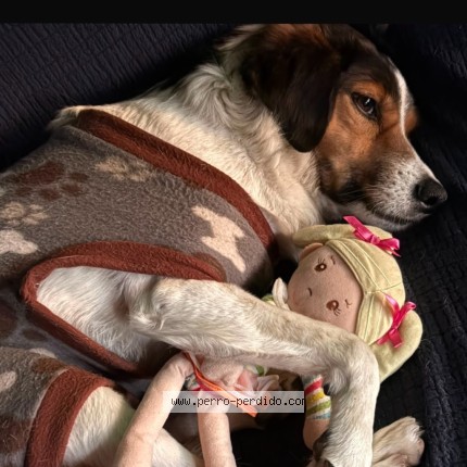 Foto 1/2 Dobby Perro perdido en San Ramon