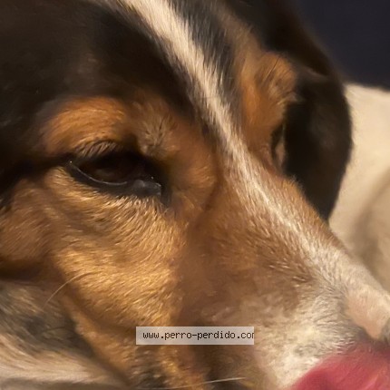 Foto 2/2 Dobby Perro perdido en San Ramon