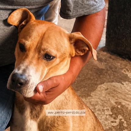 Foto 1/1 Chilaquil Perro perdido en Puebla