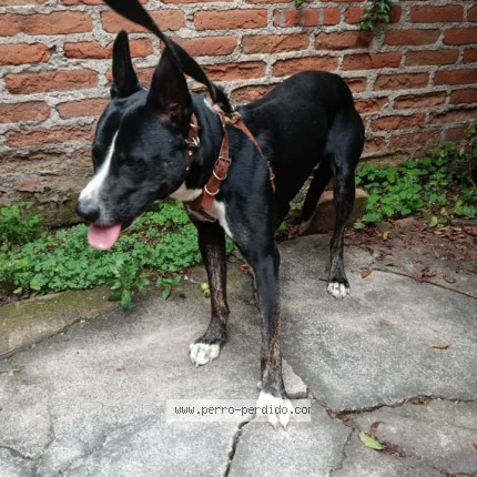Foto 1/1 Perro encontrado Encontrado en Miguel Hidalgo
