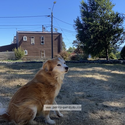 Foto 1/1 Patitas Perro perdido en Valdivia