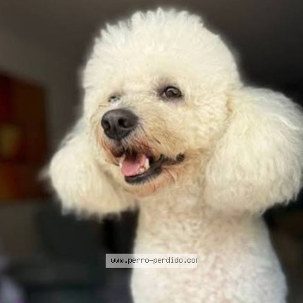 Foto 1/1 Perro encontrado Encontrado en Tulcan