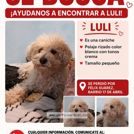 Foto 1/1 luli Perro perdido en Guaymallen