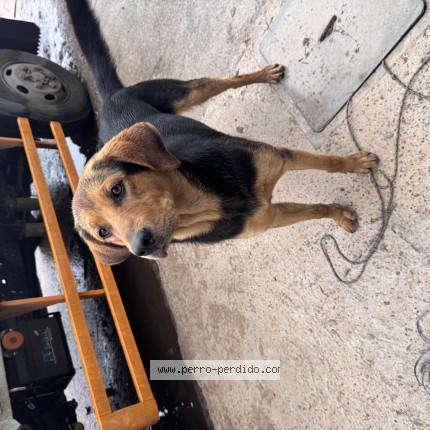 Foto 1/1 Perro encontrado Encontrado en Las Piedras