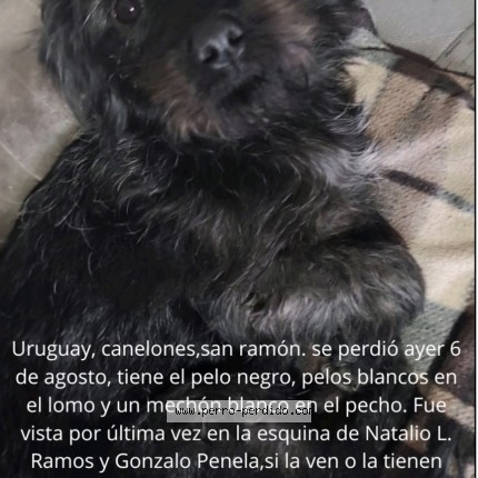Foto 1/1 Patricia Perro perdido en San Ramon