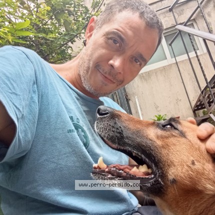 Foto 1/1 Perro encontrado Encontrado en Cdmx
