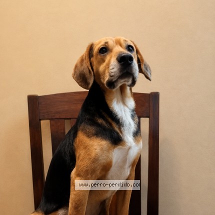 Foto 2/2 Perro encontrado Encontrado en Nunoa