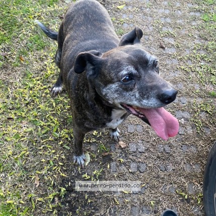 Foto 1/1 Perro encontrado Encontrado en Montevideo