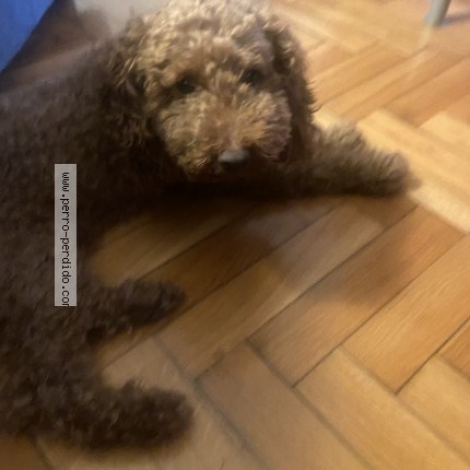 Foto 3/3 SOPA Perro perdido en Madrid