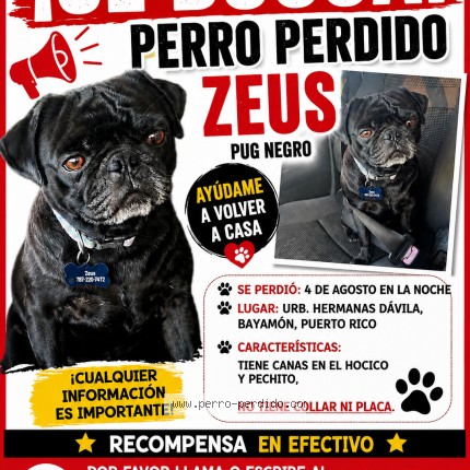 Foto 1/1 zeus Perro perdido en Bayamon