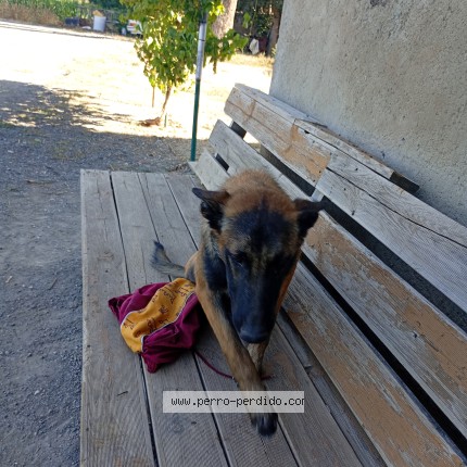 Foto 1/1 Max Perro perdido en Calatayud