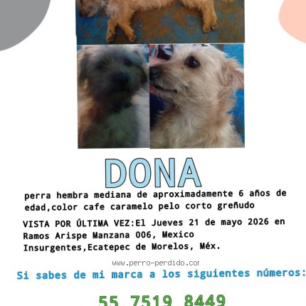 Foto 1/1 Dona Perro perdido en Ecatepec De Morelos