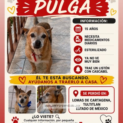 Foto 1/1 PULGA Perro perdido en Tultitlan