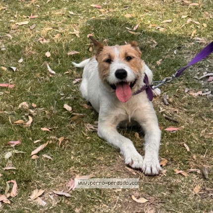 Foto 2/2 Lola Perro perdido en Montevideo