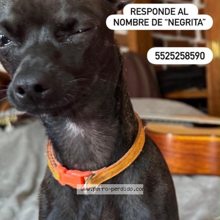 Foto 1/1 negra Perro perdido en Coacalco