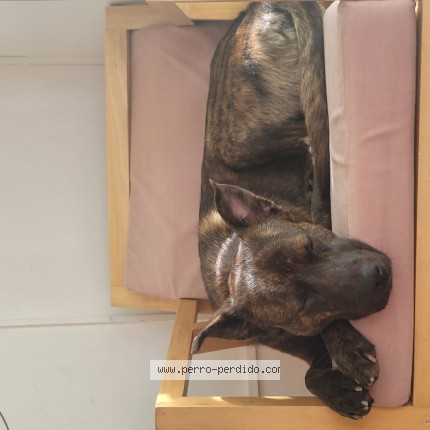 Foto 1/1 Magnolia Perro perdido en Villa Crespo