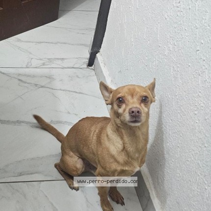Foto 1/1 LUCHO Perro perdido en Hermosillo