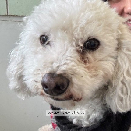 Foto 1/1 Dobby Perro perdido en Quito