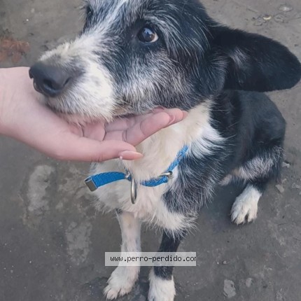 Foto 1/1 Mat Perro perdido en San Miguel