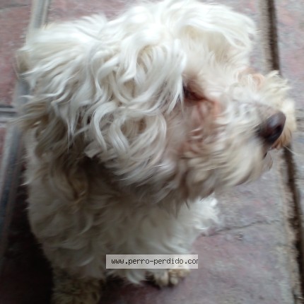 Foto 1/1 Perro encontrado Encontrado en Guaymallen