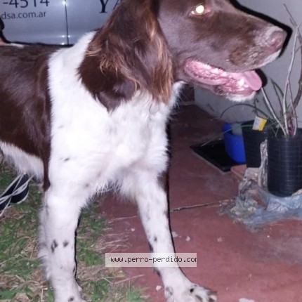 Foto 1/1 Perro encontrado Encontrado en Castelar