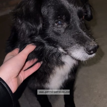 Foto 1/1 Perro encontrado Encontrado en San Jose De Carrasco