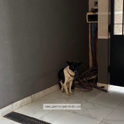 Foto de perro encontrado en Lanus Oeste